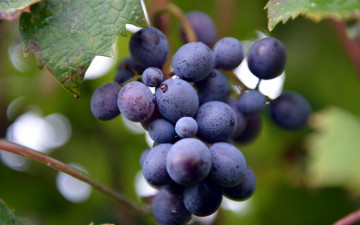 обоя природа, Ягоды,  виноград, макро, гроздь