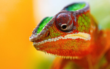 Картинка животные хамелеоны разноцветный ящерица хамелеон голова