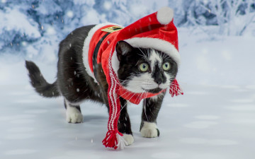 Картинка животные коты сказка костюм кот фотосессия зеленоглазый котэ новый год