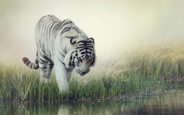 Картинка животные тигры вода white tiger фон тигр размытие водопой трава белый полосатый