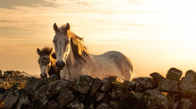 Обои картинки фото животные, лошади, закат