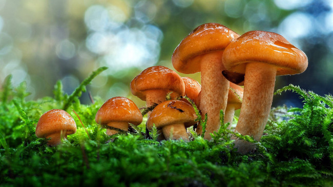 Обои картинки фото природа, грибы, семейка, зелень, мох