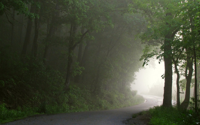 Обои картинки фото природа, дороги, туман, дорога, лес