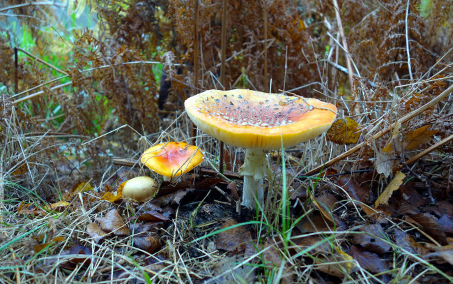 Обои картинки фото природа, грибы,  мухомор, осень, листва
