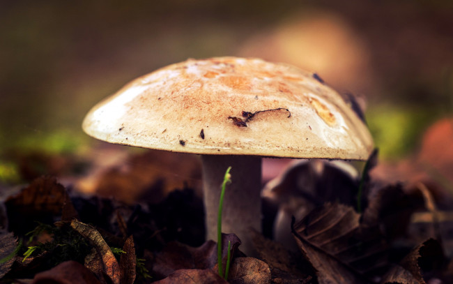 Обои картинки фото природа, грибы, листва, макро