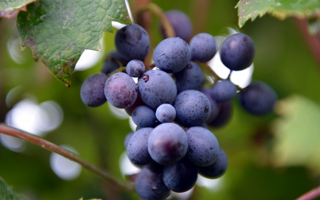 Обои картинки фото природа, Ягоды,  виноград, макро, гроздь