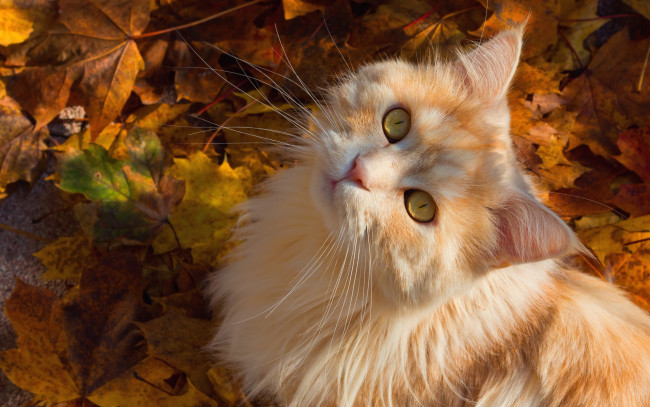 Обои картинки фото животные, коты, кошка, усы, листья, мордочка, пушистая, взгляд, рыжий, кот, осень