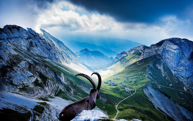 Обои картинки фото животные, козы, горный, козёл, пейзаж