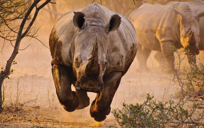 Обои картинки фото животные, носороги, саванна, пыль, угроза, галоп