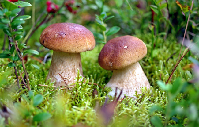 Обои картинки фото природа, грибы, дуэт, пара