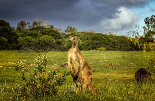 Обои картинки фото животные, кенгуру, природа, австралия