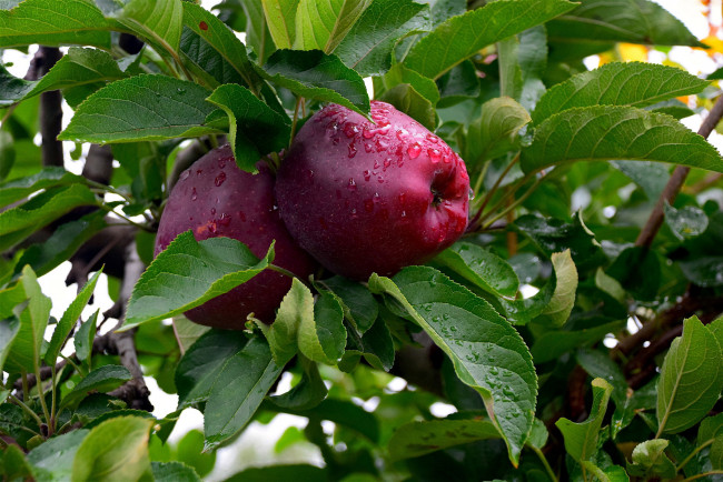 Обои картинки фото природа, плоды, яблоки
