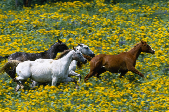 Обои картинки фото животные, лошади, галоп, луга, цветы