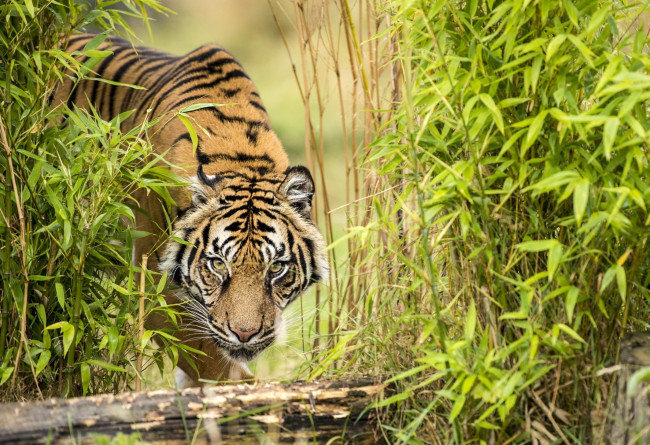 Обои картинки фото животные, тигры, тигр, бамбук, водопой, взгляд