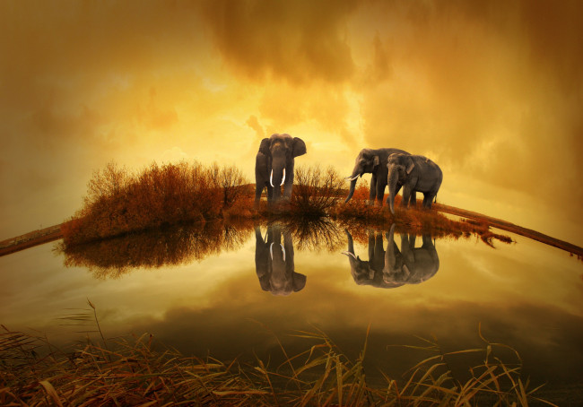 Обои картинки фото животные, слоны, фон, природа