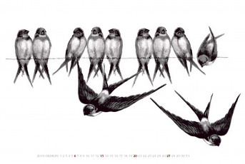 Картинка календари рисованные +векторная+графика птица calendar 2019 ласточка
