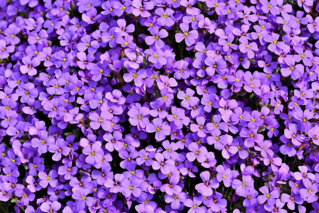 Обои картинки фото цветы, обриета, фиолетовый