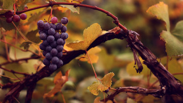 Картинка природа ягоды +виноград виноград гроздь капли