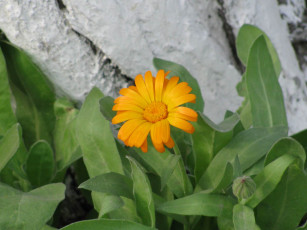 Картинка цветы календула