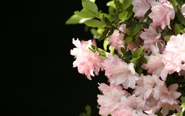 Обои картинки фото цветы, рододендроны, азалии