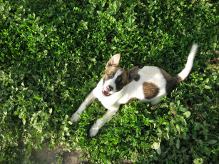 Картинка животные собаки собака трава зелень