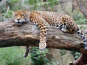 Картинка животные Ягуары ягуар ствол отдых