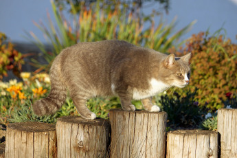 Картинка животные коты кот кошка пни