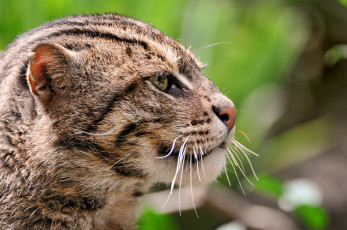 Картинка животные дикие кошки кот дикий камышовый кошка-рыболов fishing cat