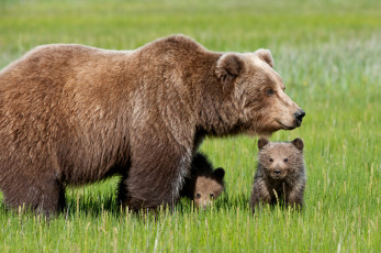 Картинка животные медведи медведь медвежонок семья трава