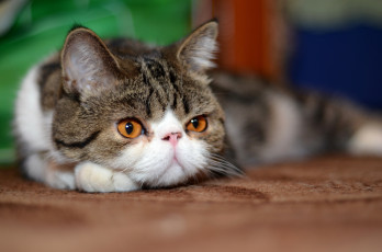 Картинка животные коты кот кошка экзот