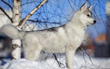 Картинка животные собаки снег зима хаски лайка собака