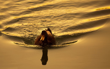 Картинка животные утки вода