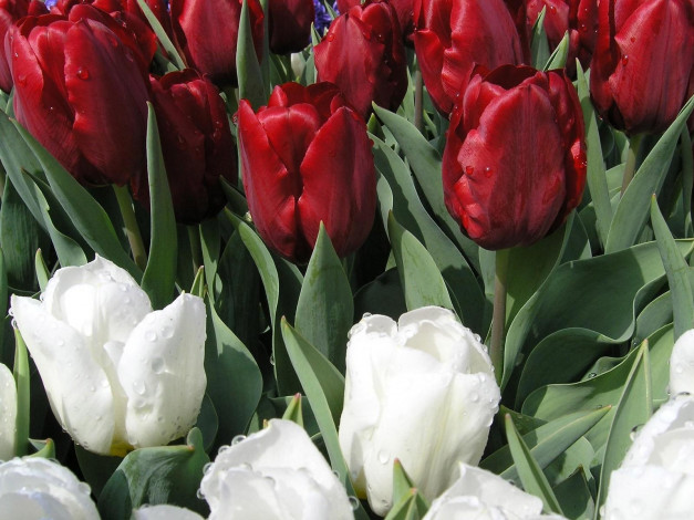 Обои картинки фото цветы, тюльпаны, капли, красные, белые