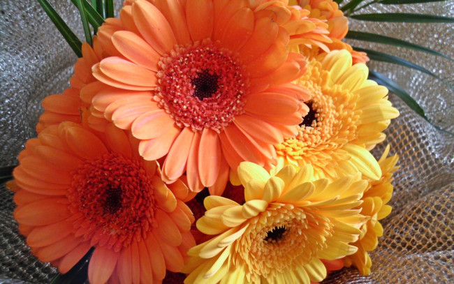 Обои картинки фото цветы, герберы, желтые, оранжевые