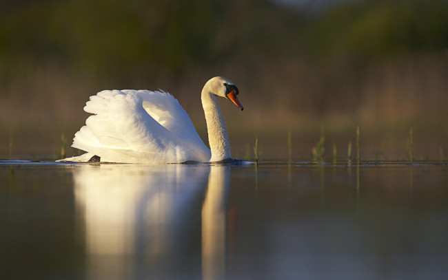 Обои картинки фото животные, лебеди, лебедь, озеро, вода