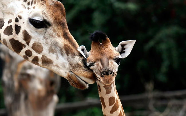 Обои картинки фото животные, жирафы, жираф, мама, ребёнок