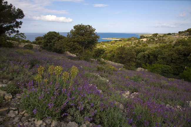 Обои картинки фото хорватия, природа, побережье, берег, деревья, цветы, море