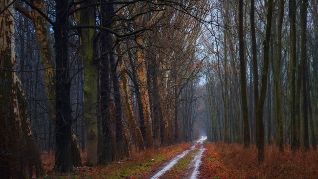 Обои картинки фото природа, дороги, лес, дождь, осень