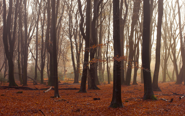 Обои картинки фото природа, лес, деревья, листья, осень
