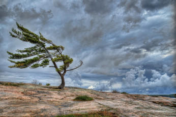 Картинка природа деревья небо облака скала дерево ветер