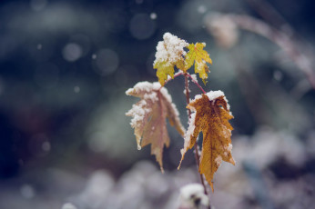 Картинка природа листья макро снег холод зима ветка