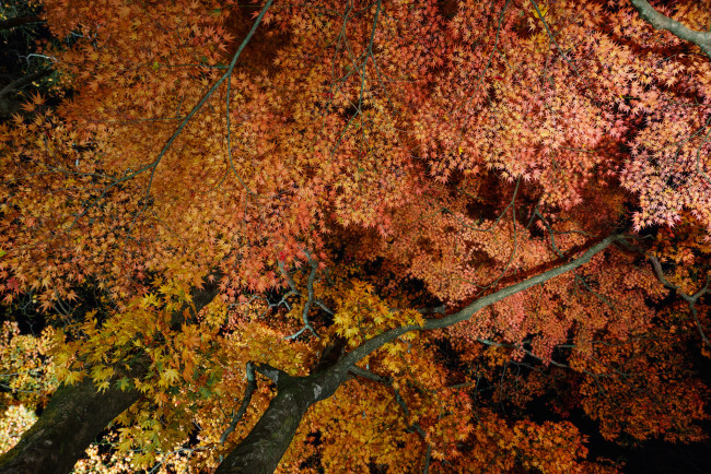 Обои картинки фото природа, деревья, ветки, листья, осень, ночь