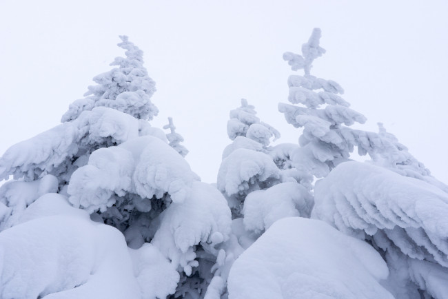 Обои картинки фото природа, зима, снег, ёлки, небо