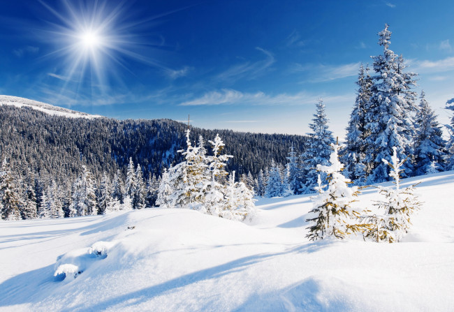Обои картинки фото природа, зима, снег, деревья, ели, солнце