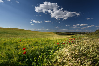 Картинка природа поля поле злаки
