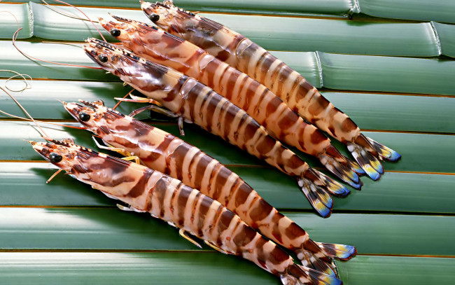 Обои картинки фото еда, рыба,  морепродукты,  суши,  роллы, креветки, тигровые