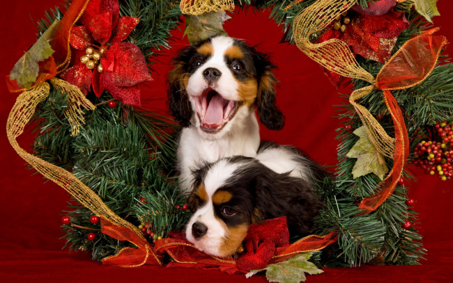 Обои картинки фото животные, собаки, праздник, язык, рождество, щенки, новый, год, красный, еловые, ветки, мишура, украшения, пасть, пара, двое, позолота