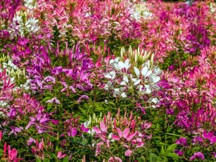 Картинка цветы клеомы разноцветные