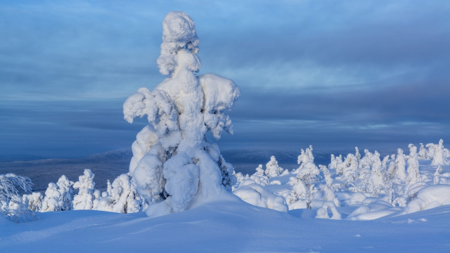 Обои картинки фото природа, зима, снег, сугробы, деревья