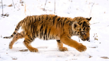 обоя животные, тигры, тигренок, малыш, снег